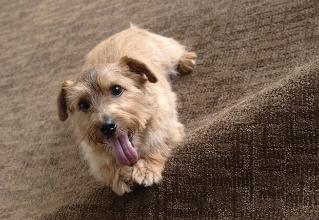 Dog on Area Rug | Flooring And More